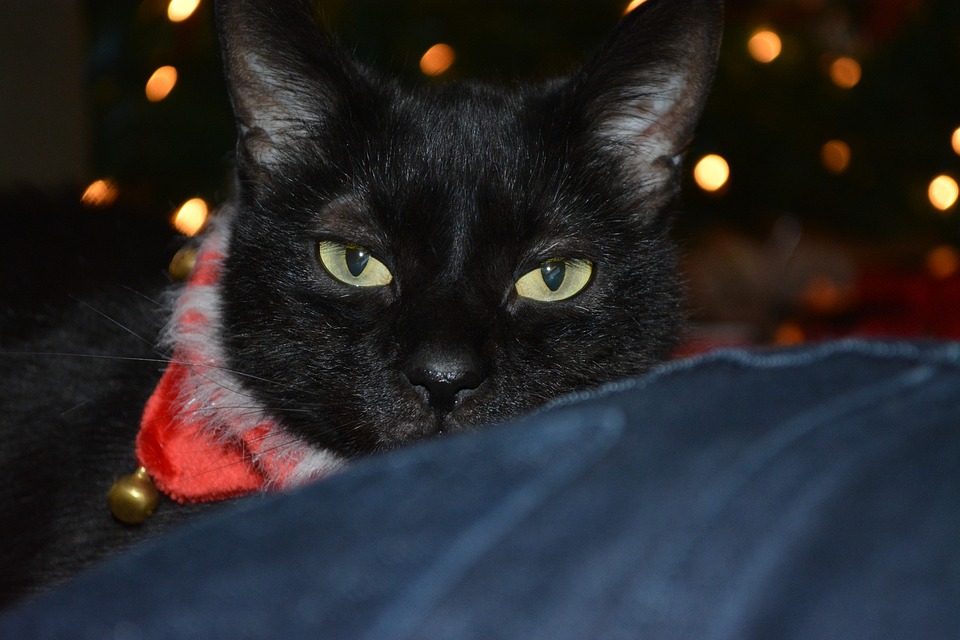 black cat with collar