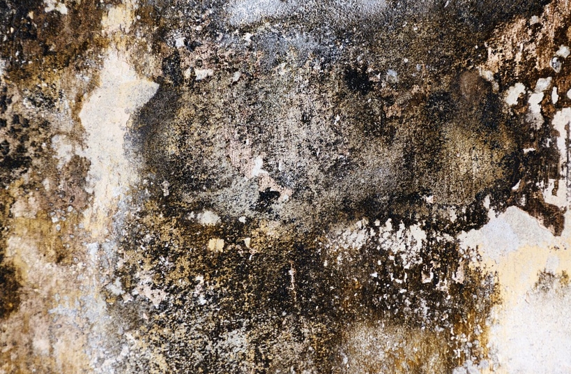 disgusting mold on wall
