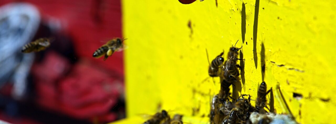 bees