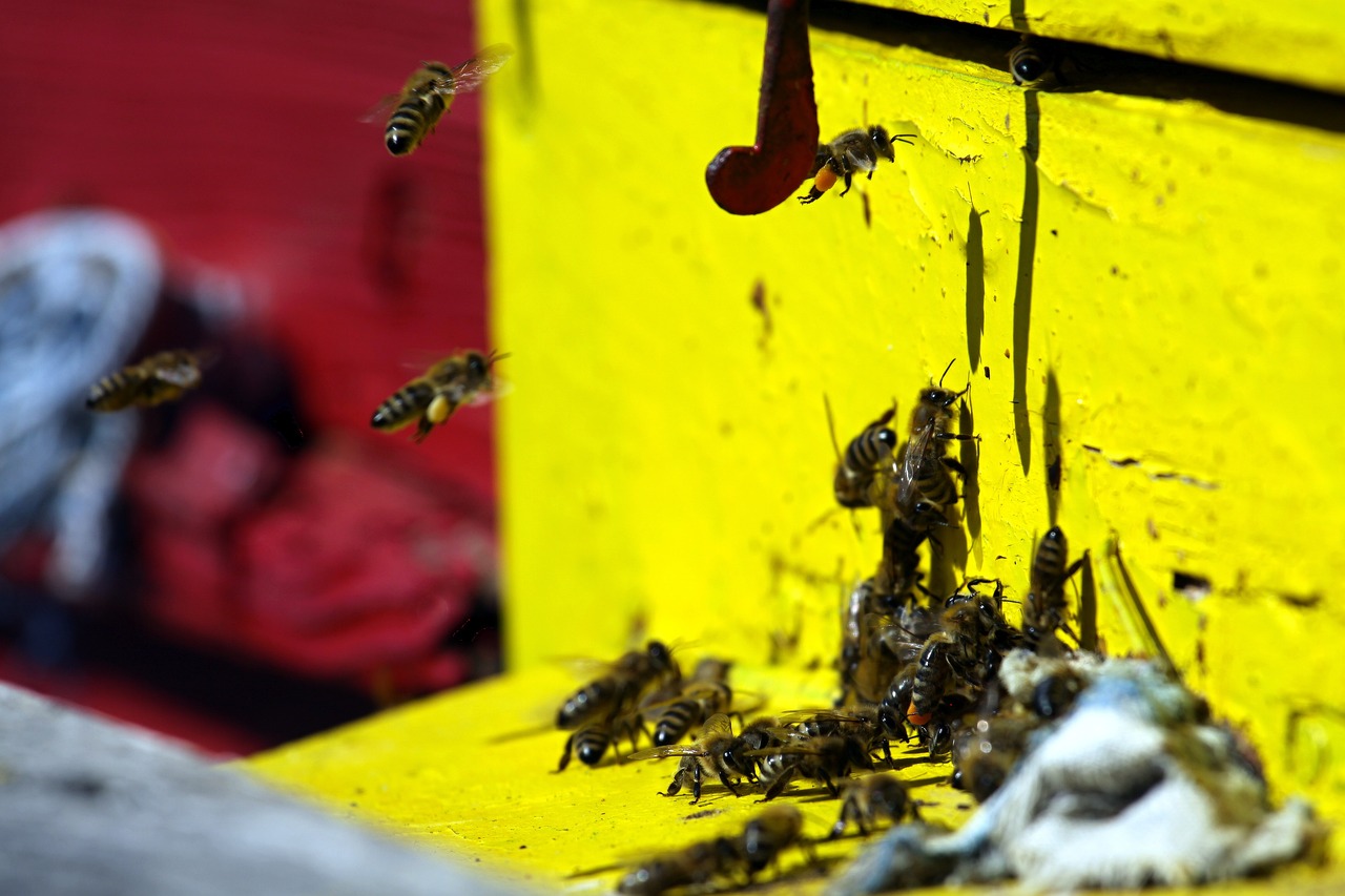 bees